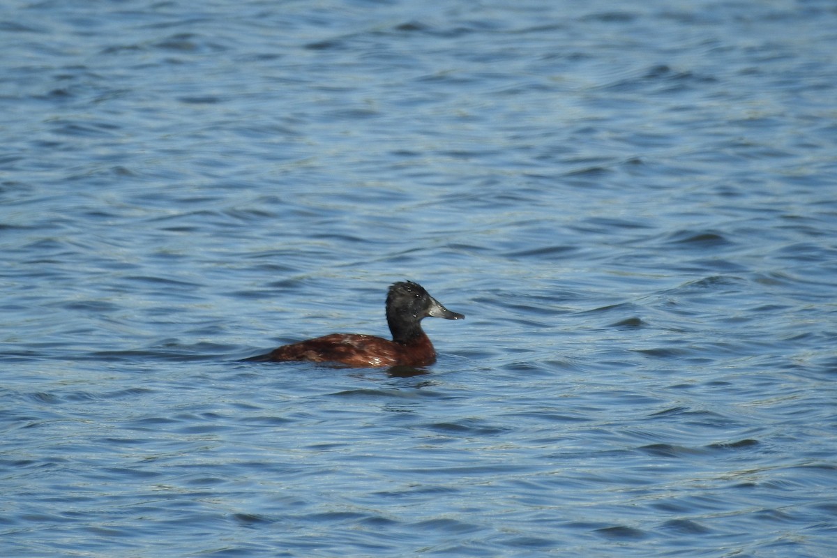 Lake Duck - ML529908141