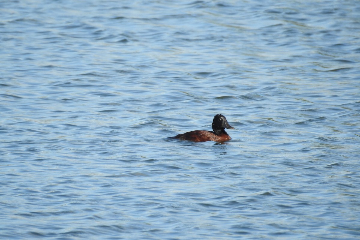 Lake Duck - ML529908161