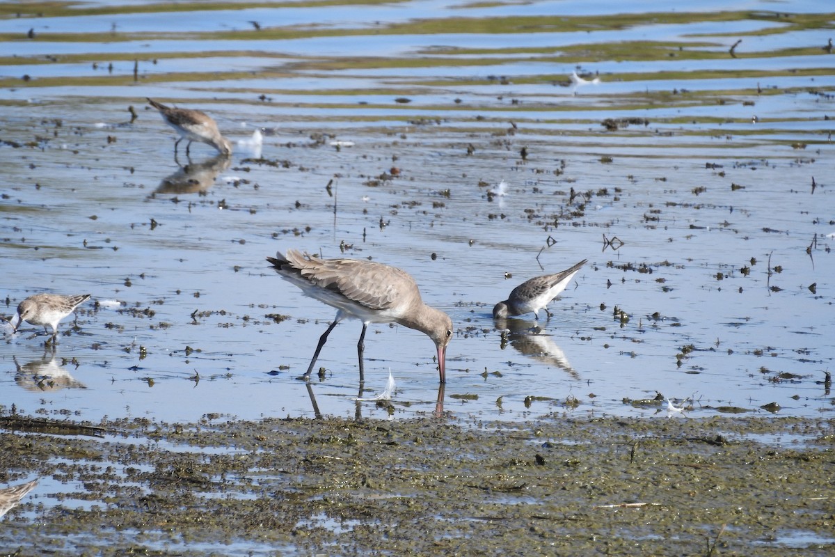 Hudsonian Godwit - ML529908741