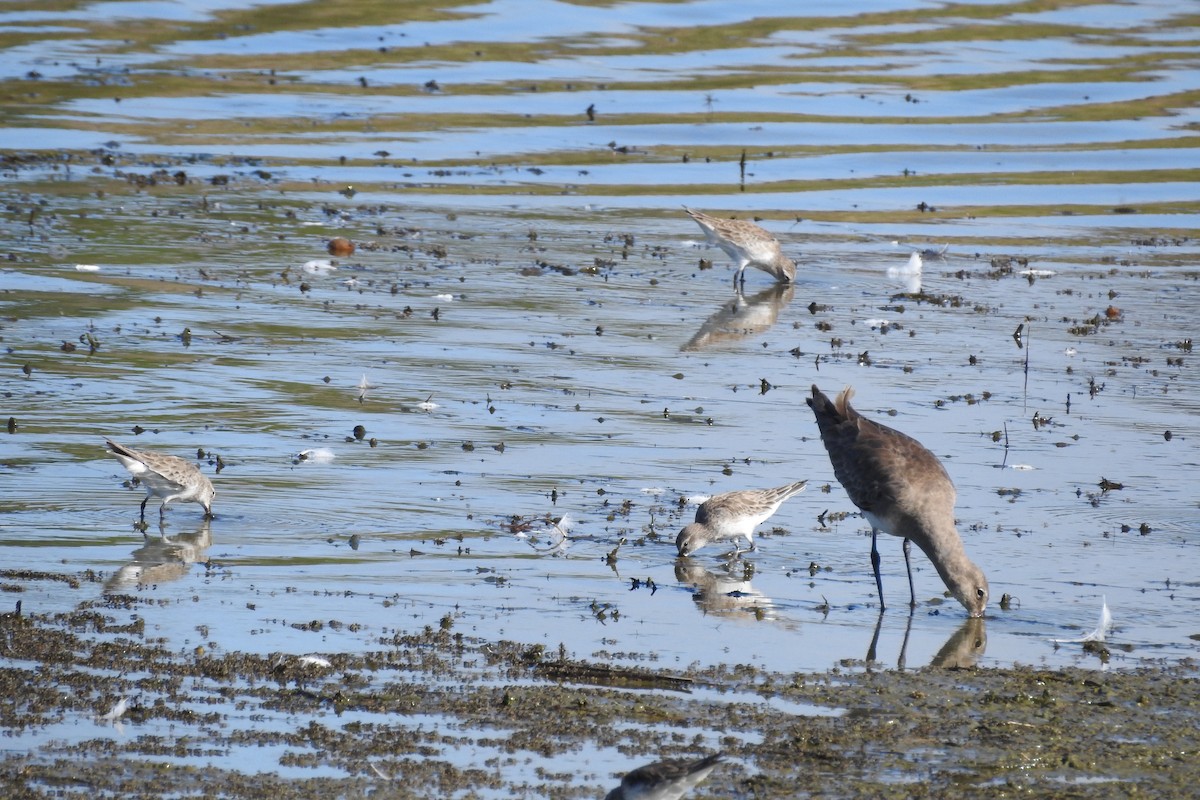 Hudsonian Godwit - ML529908751