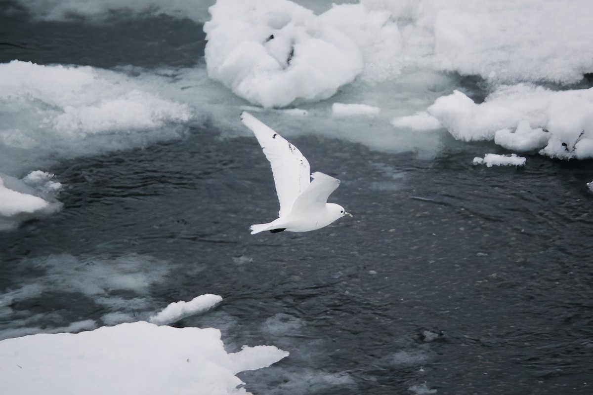 Mouette blanche - ML529908951