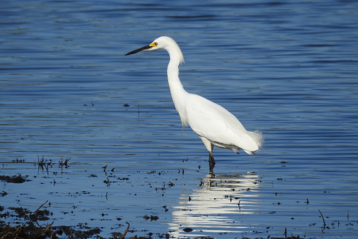 Snowy Egret - ML529909151