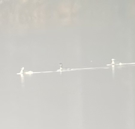 Eared Grebe - ML529909541