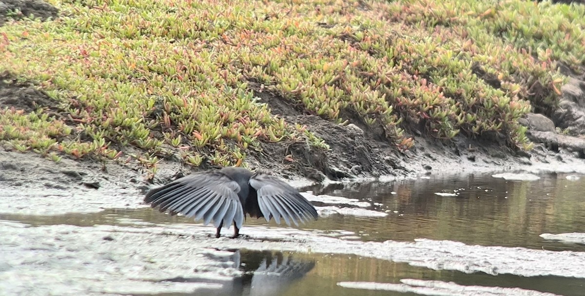 Black Heron - ML529910541