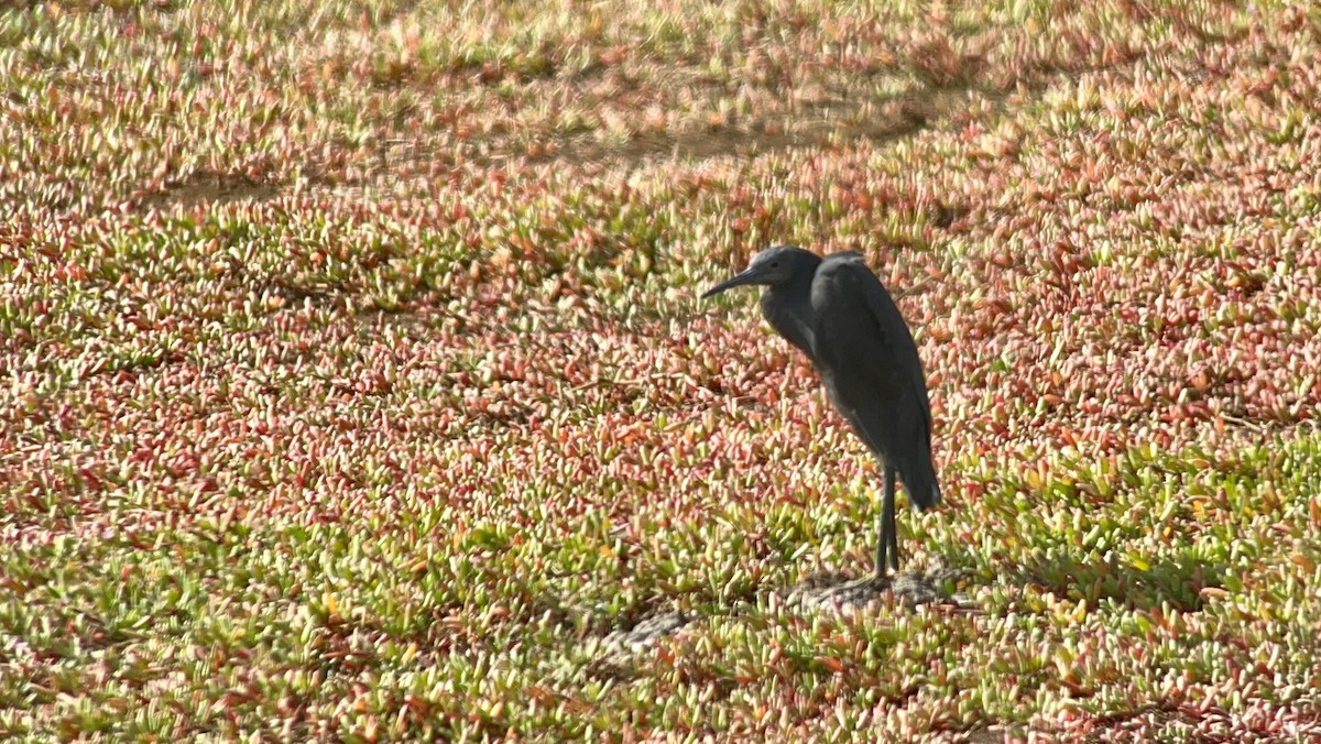 Black Heron - ML529910561