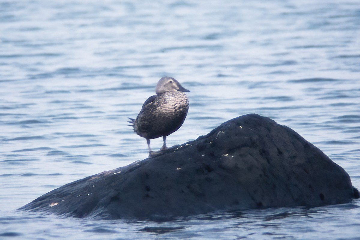 Eider à tête grise - ML529911001