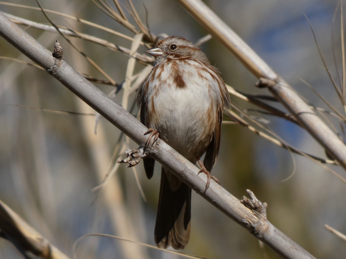 Song Sparrow (fallax Group) - Paul Suchanek