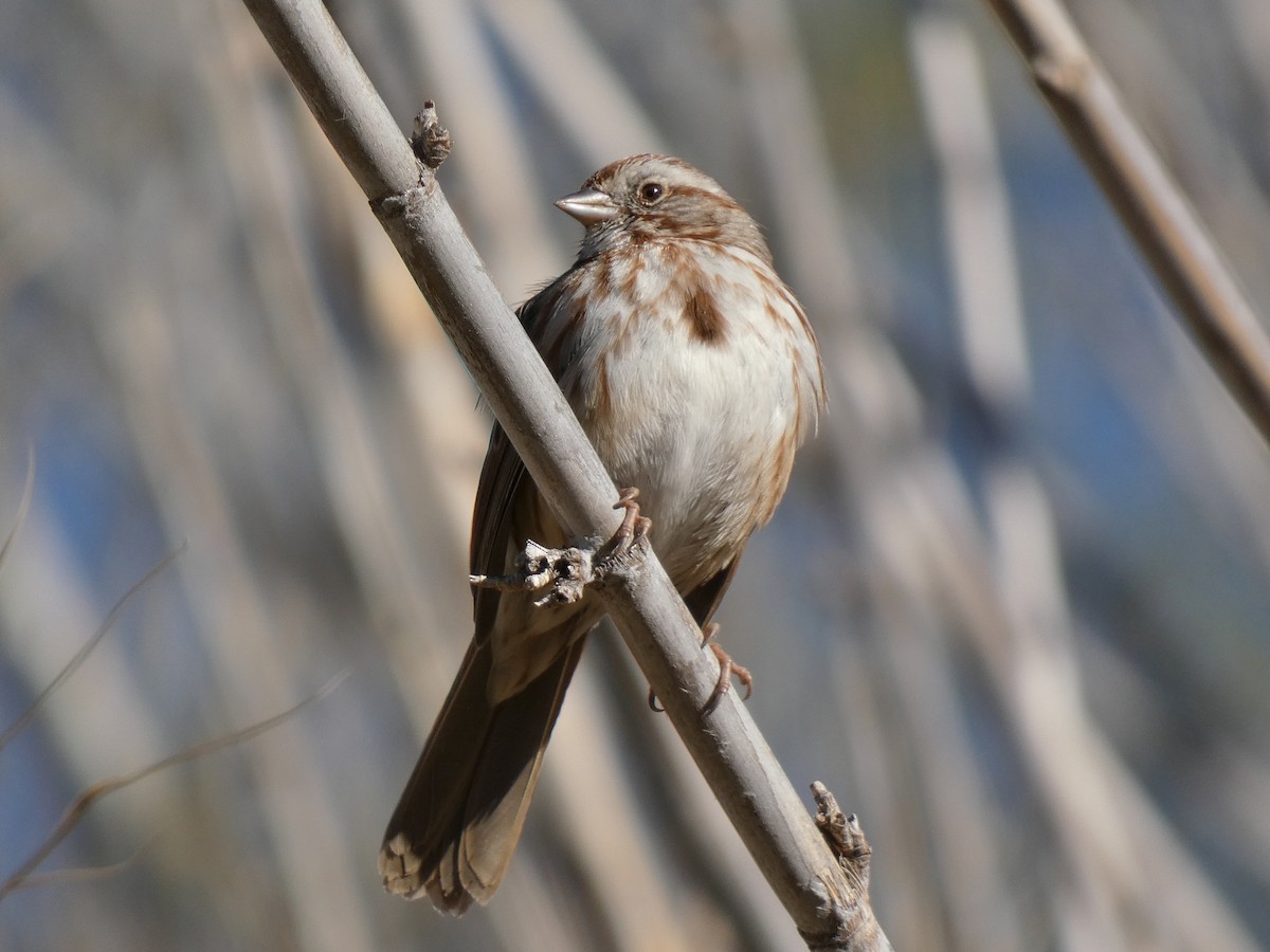 Song Sparrow (fallax Group) - Paul Suchanek