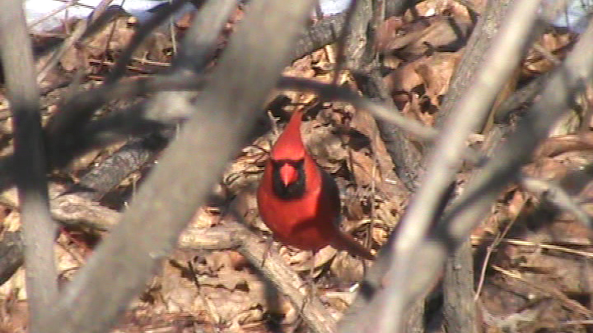 Cardinal rouge - ML52991241