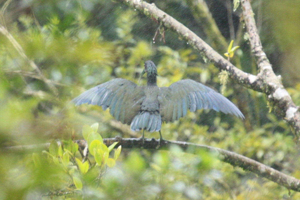 Green Ibis - Lyle Hamilton