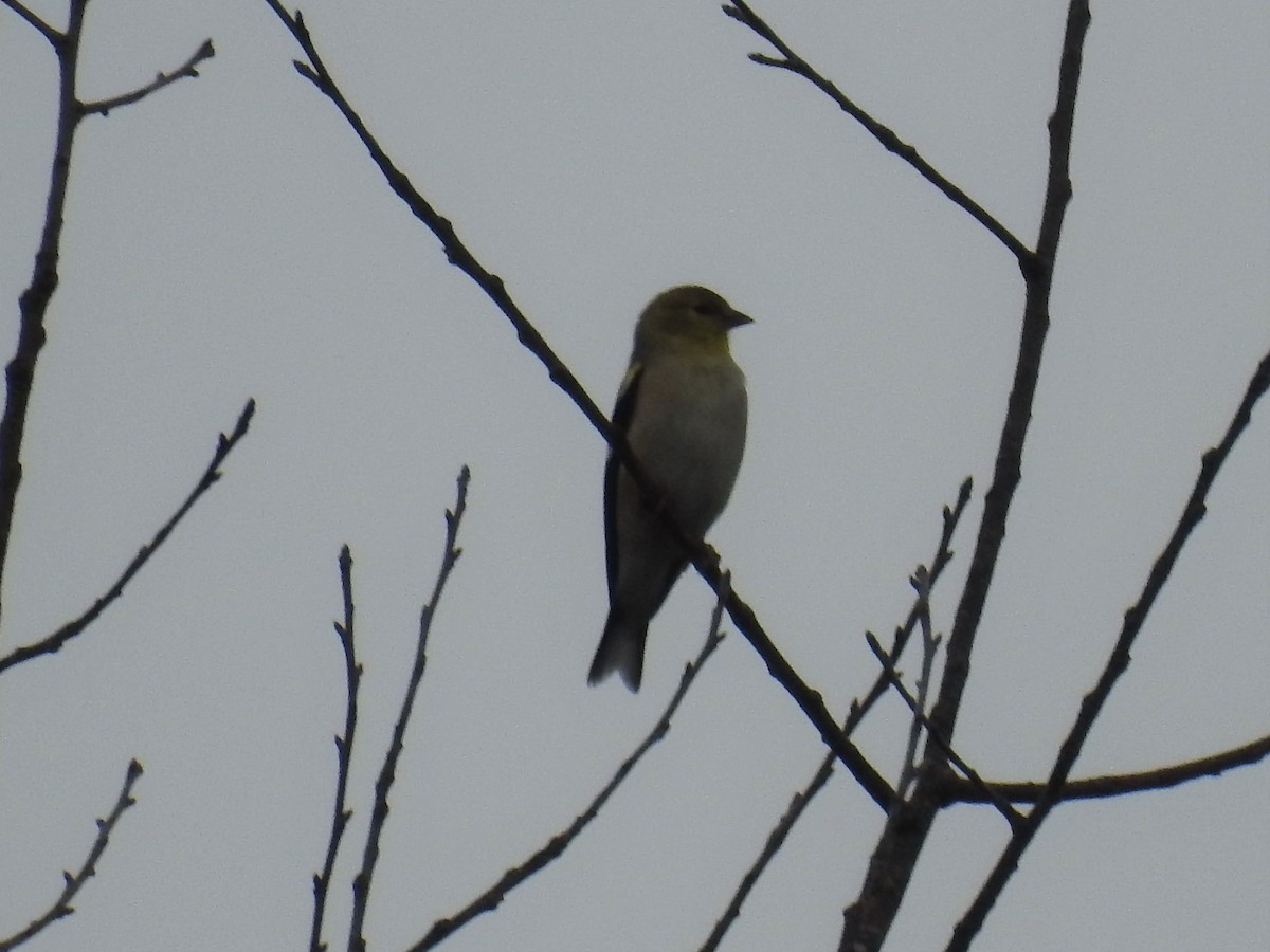 American Goldfinch - ML529912721