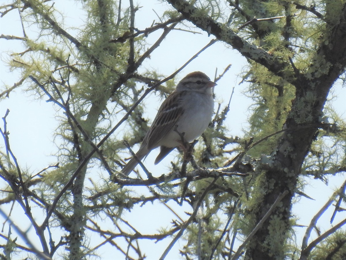 Chipping Sparrow - ML529912781