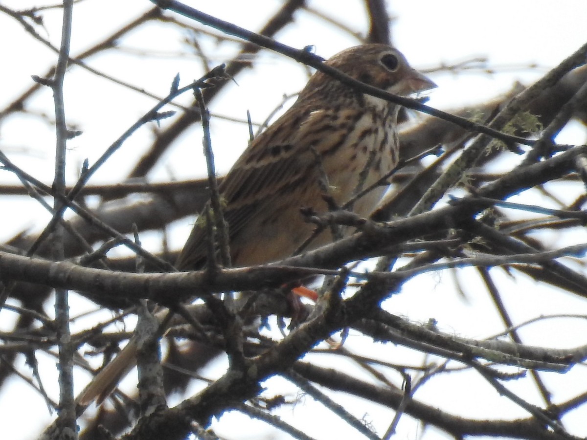 Vesper Sparrow - ML529912891