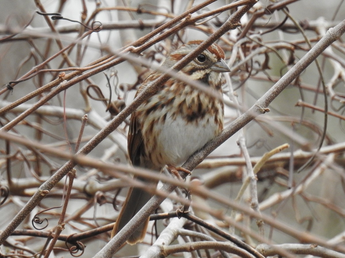 Song Sparrow - ML529913071