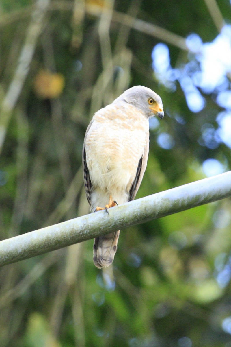 Roadside Hawk - ML529913311