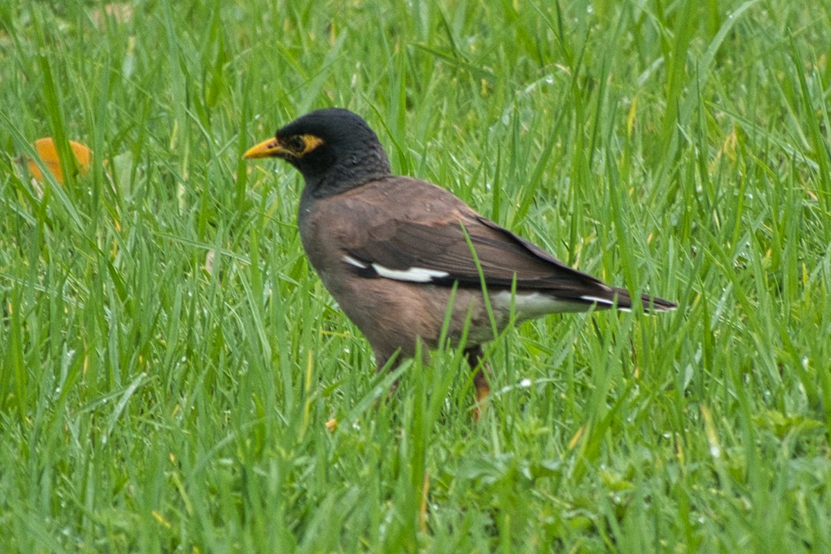 Martin triste - ML529913681