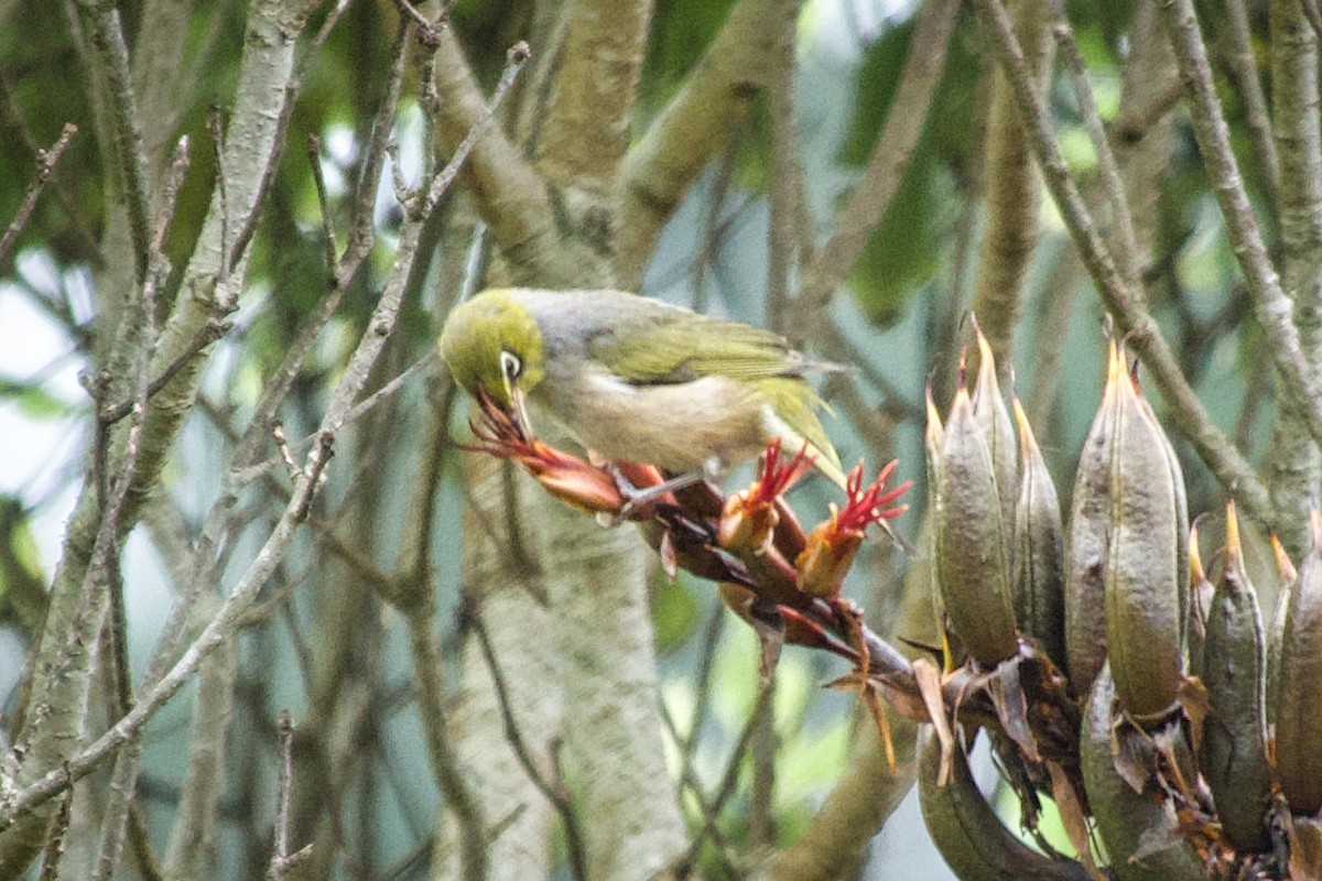 Zostérops à dos gris - ML529913711