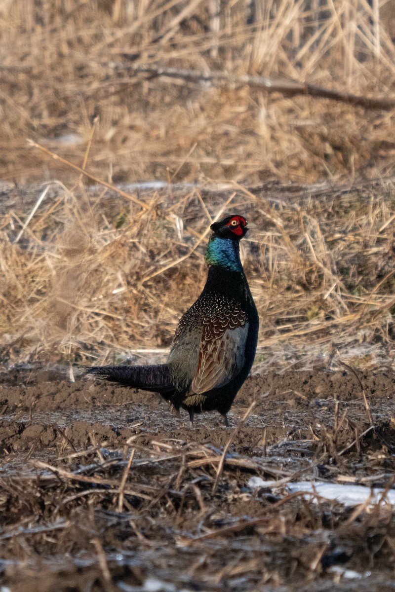 Green Pheasant - ML529916421