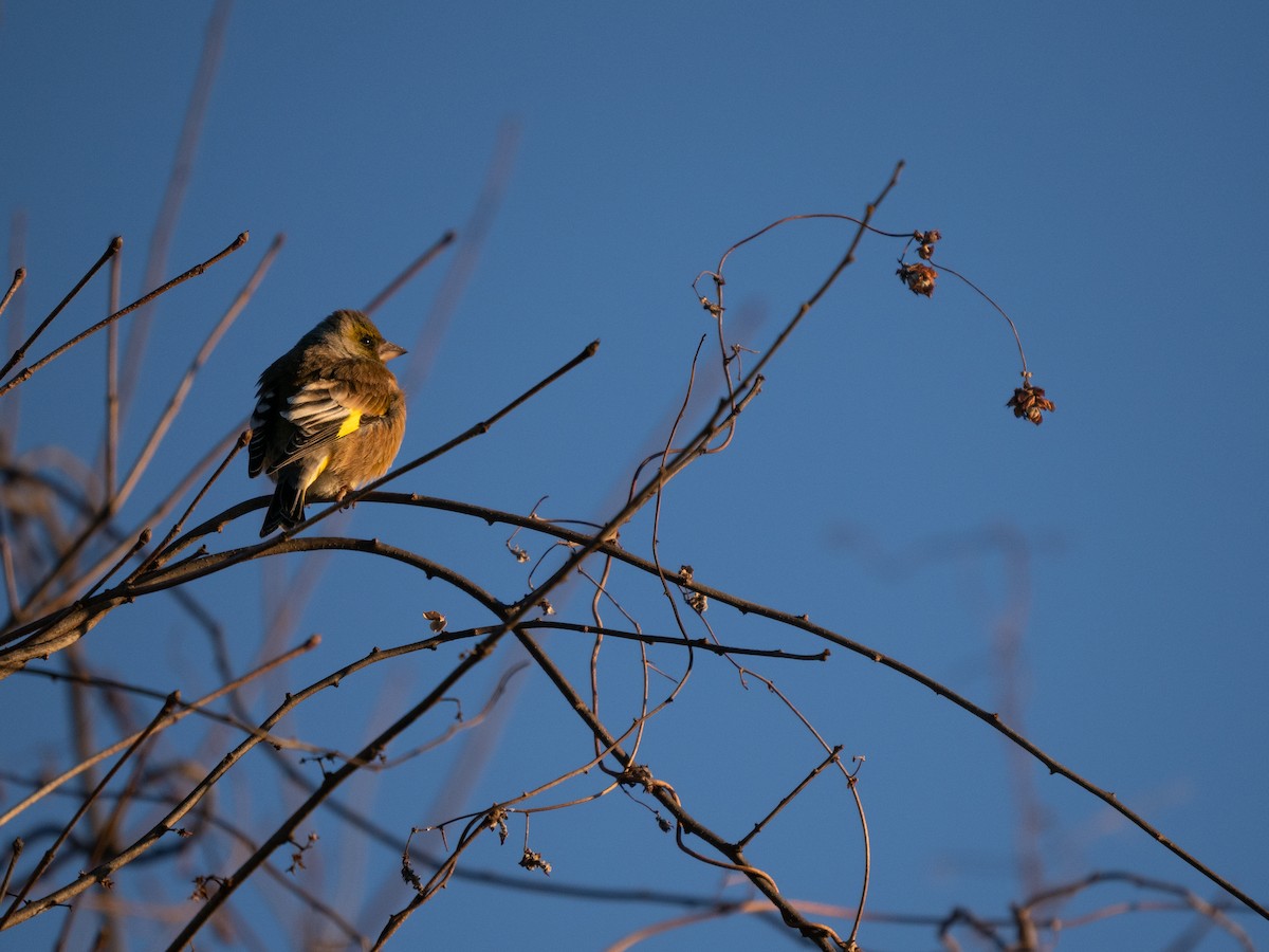 Oriental Greenfinch - ML529917631