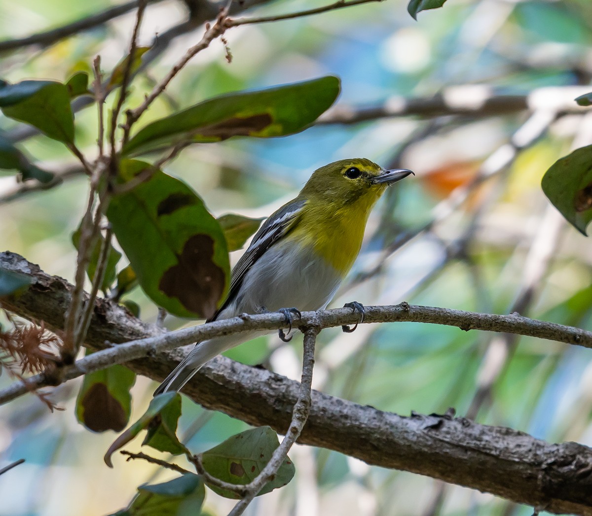 Yellow-throated Vireo - ML529918191