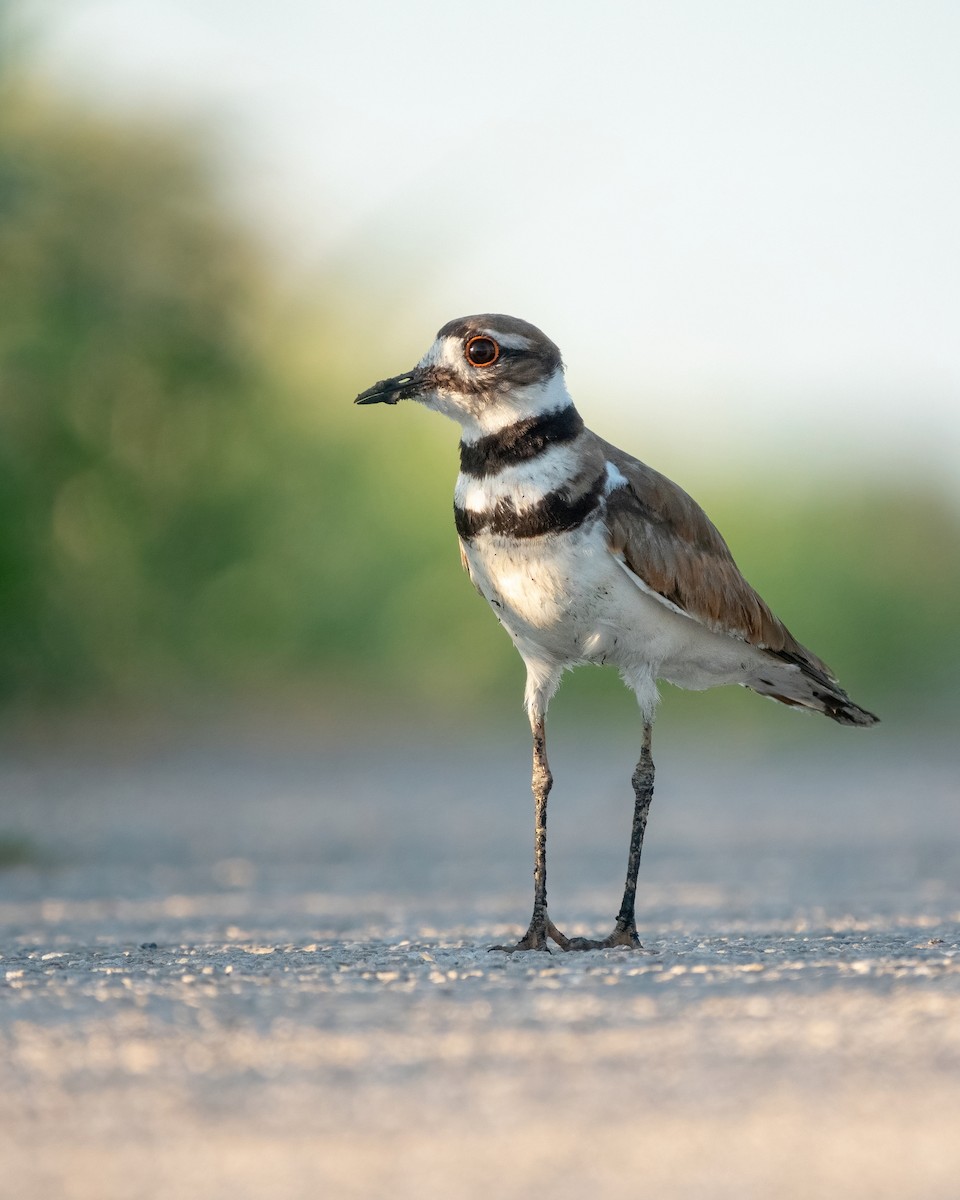 Killdeer - Matthew Bellew