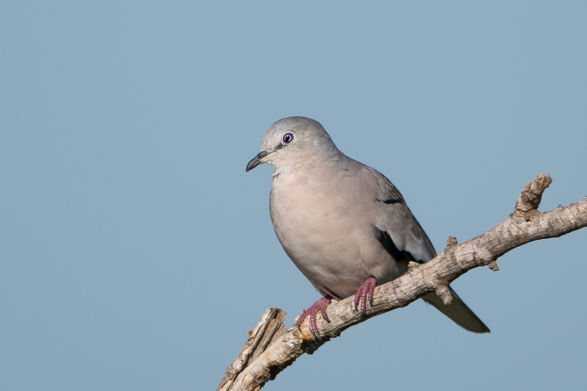 Picui Ground Dove - ML529919471