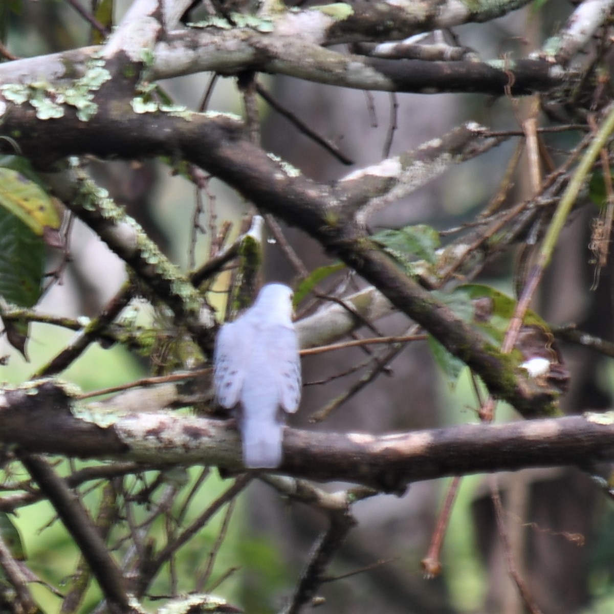 Blue Ground Dove - ML529919891