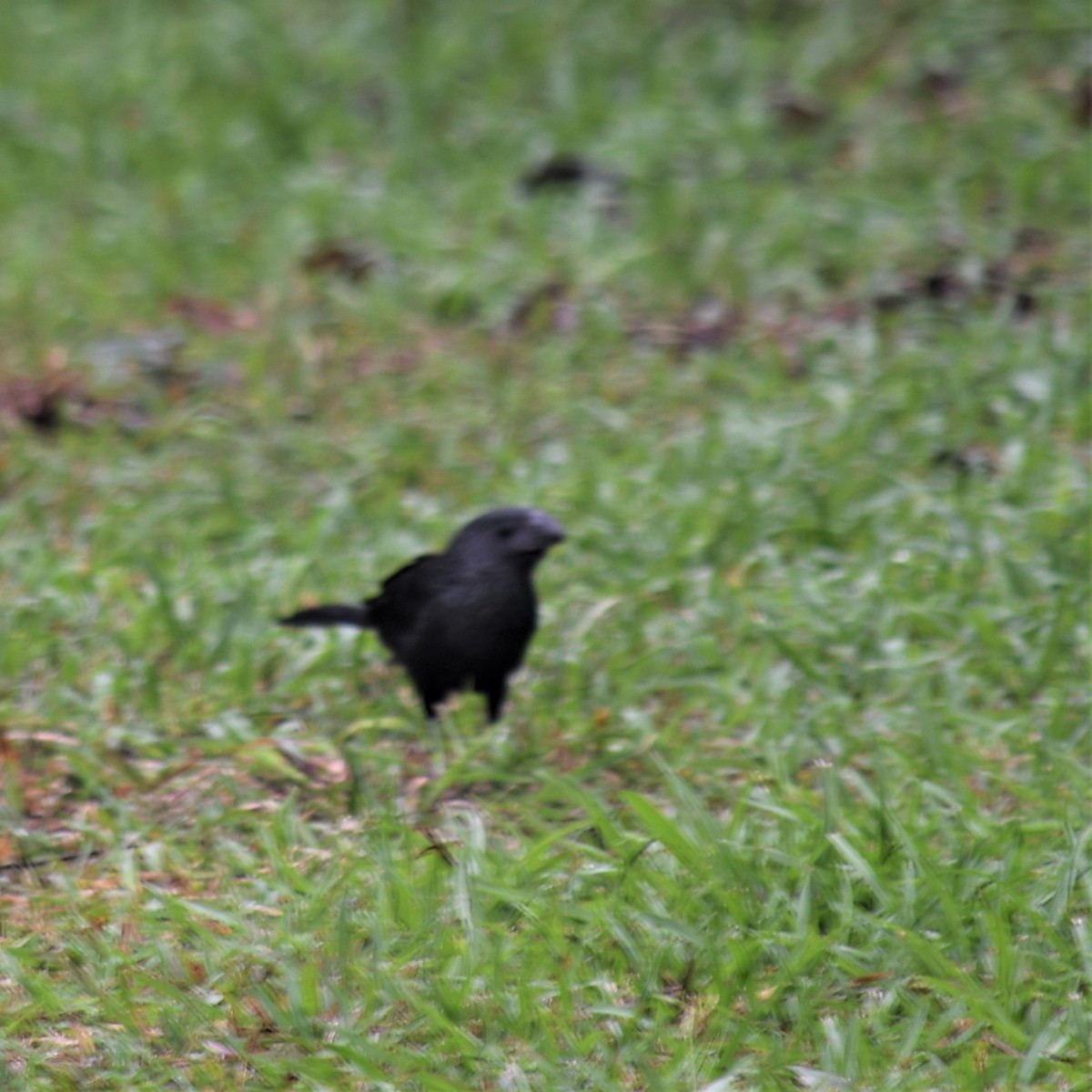 Groove-billed Ani - ML529919971