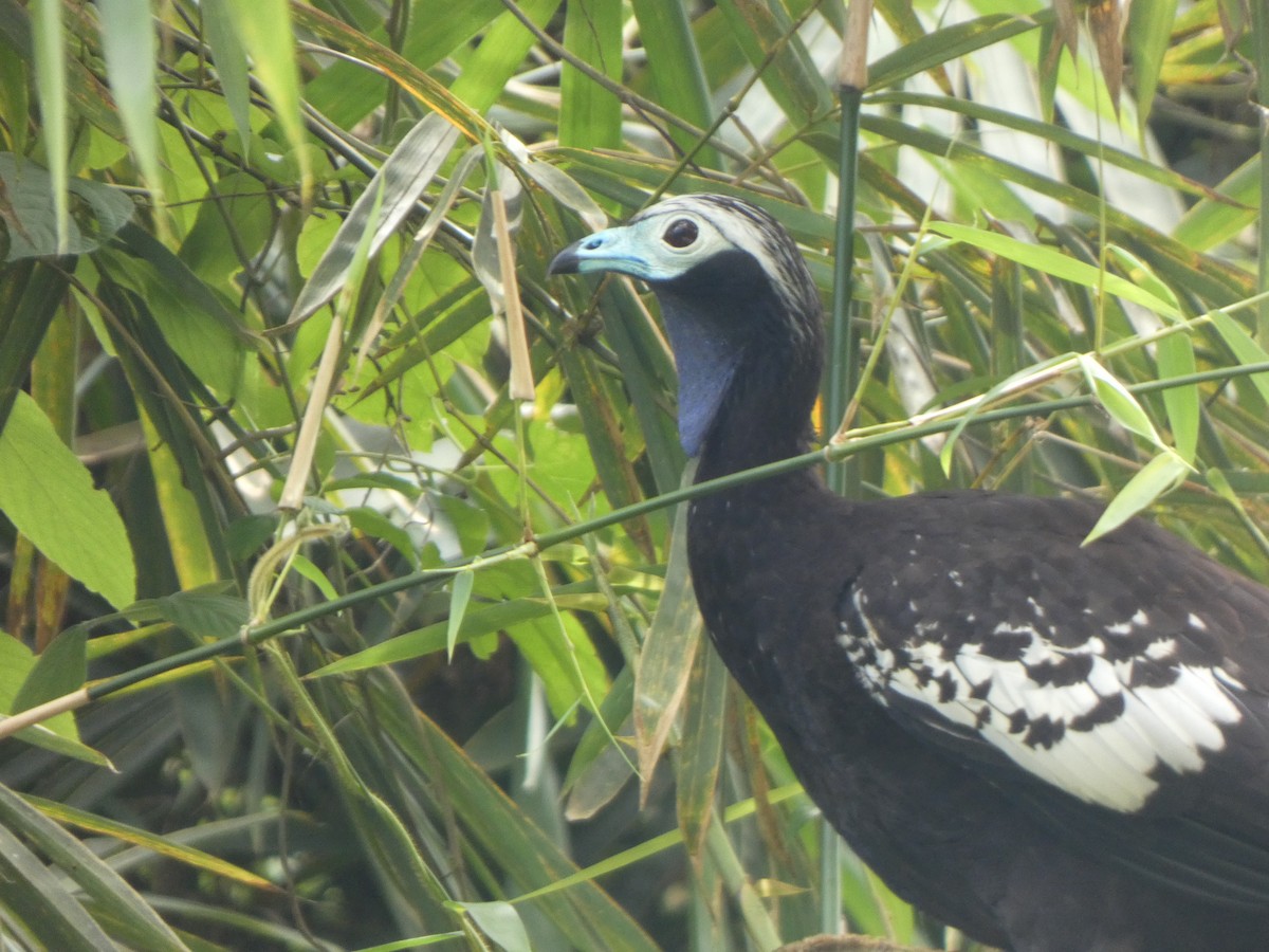 Trinidad Piping-Guan - ML529919981