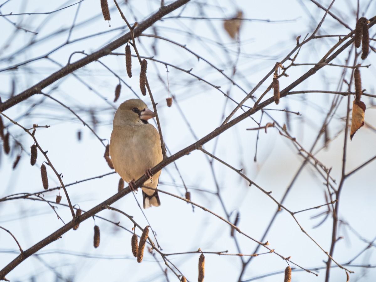 Hawfinch - ML529920341