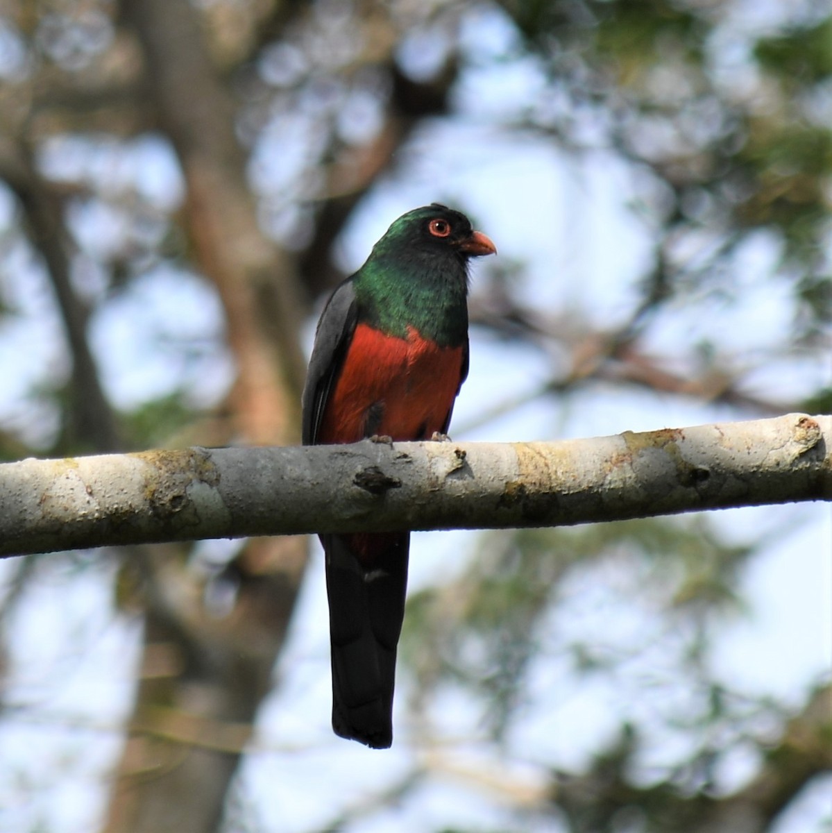 Slaty-tailed Trogon - ML529920531