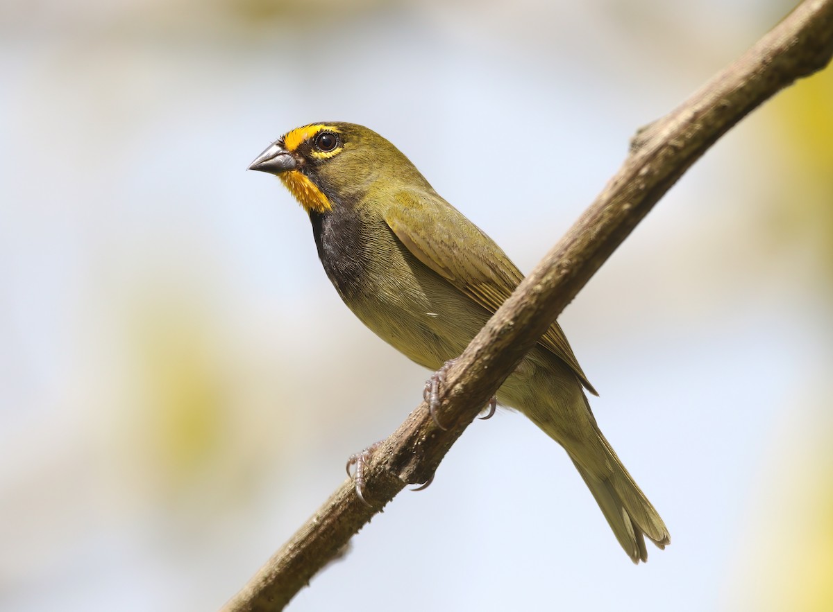 Yellow-faced Grassquit - ML529923341