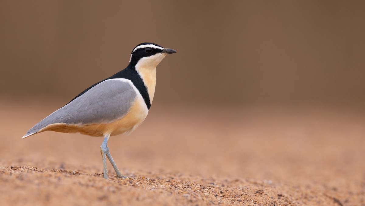 Egyptian Plover - Luke Seitz