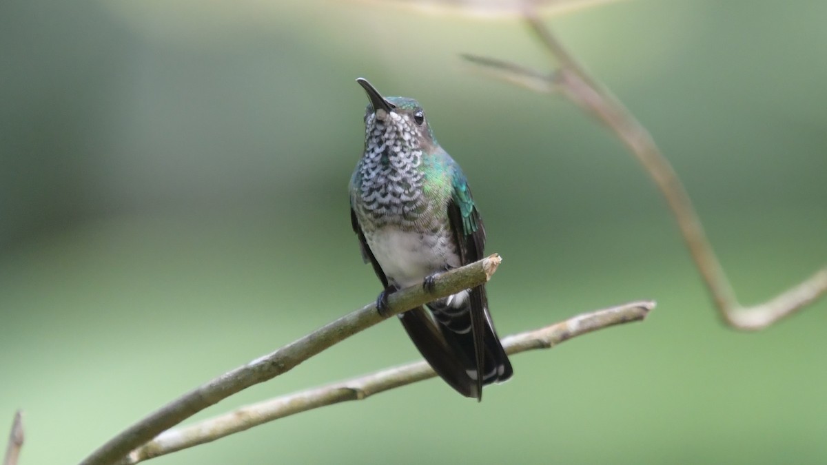 White-necked Jacobin - Carl Winstead