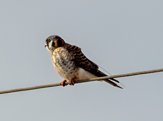 American Kestrel - ML529927541