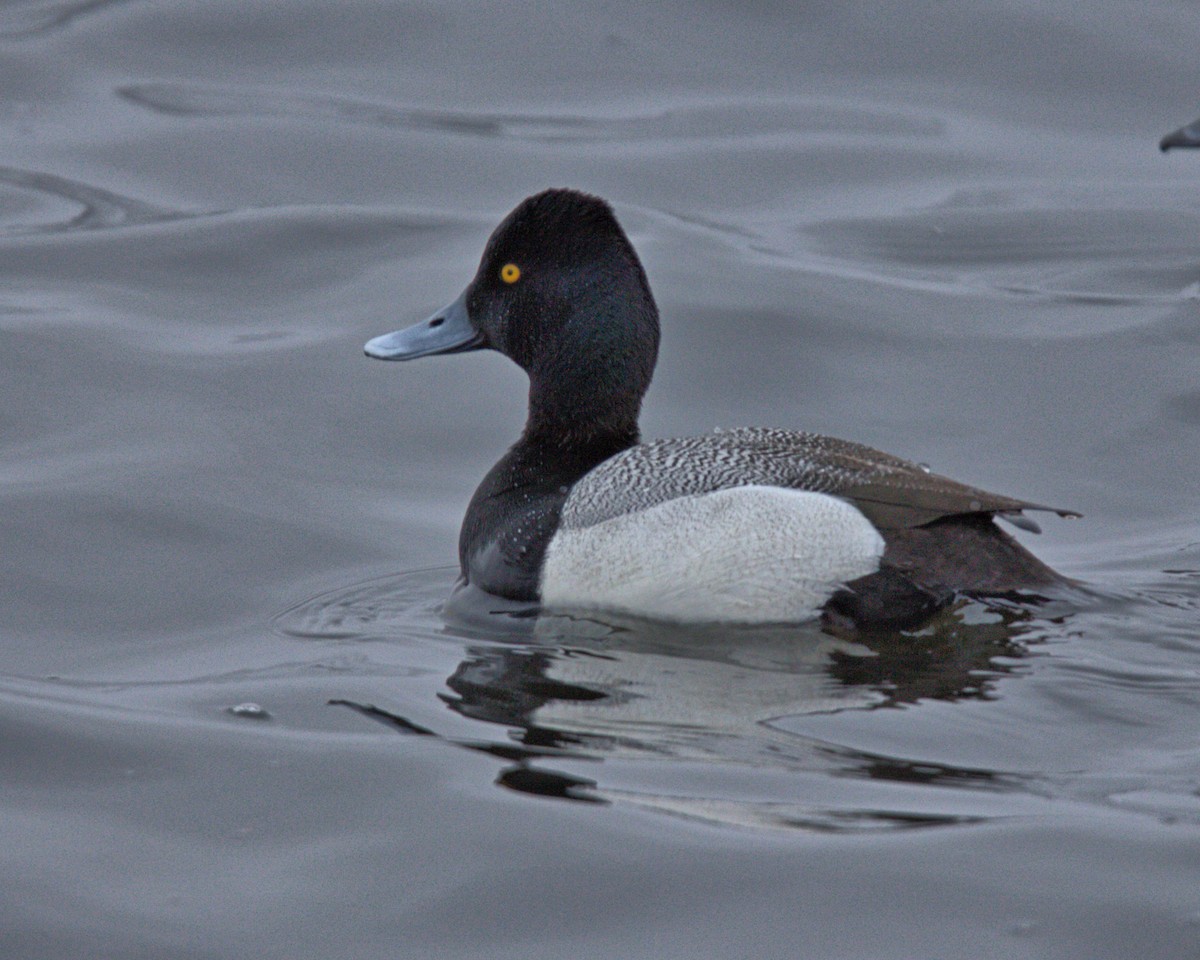 Lesser Scaup - Dennis McNeill