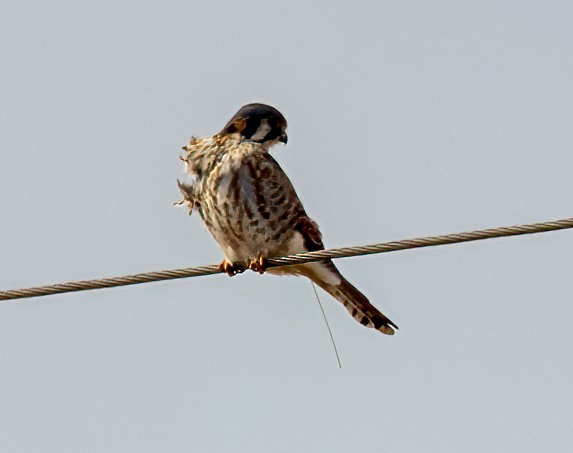 American Kestrel - ML529927641