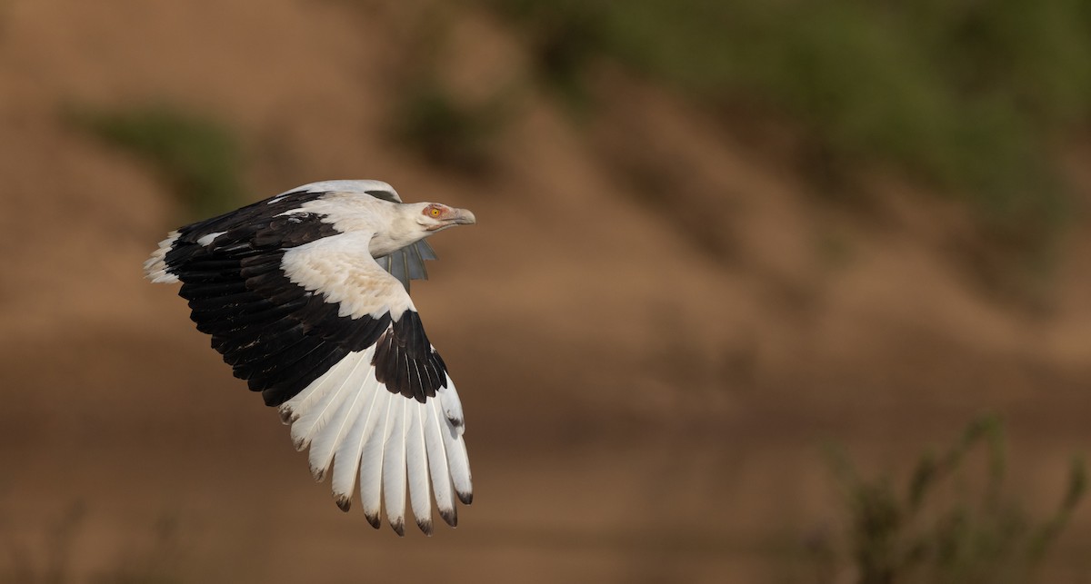 Palm-nut Vulture - ML529928001