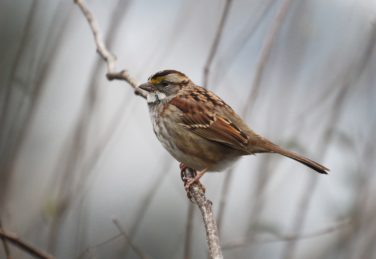 White-throated Sparrow - ML529928061