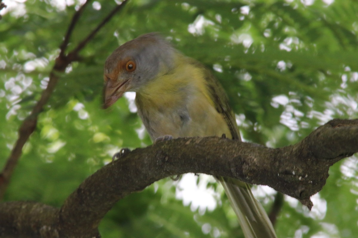 Rufous-browed Peppershrike - ML529928811