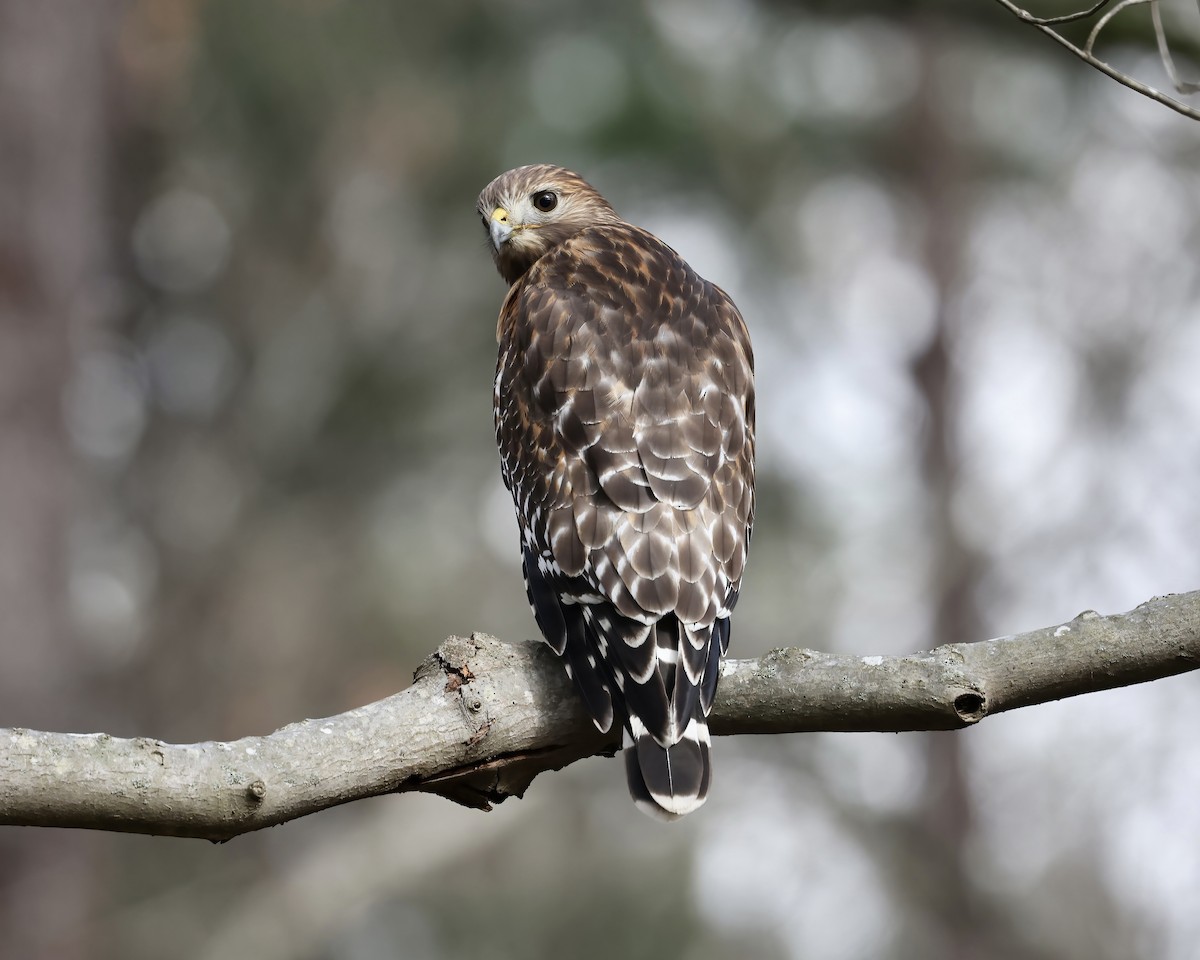 Red-shouldered Hawk - ML529929431