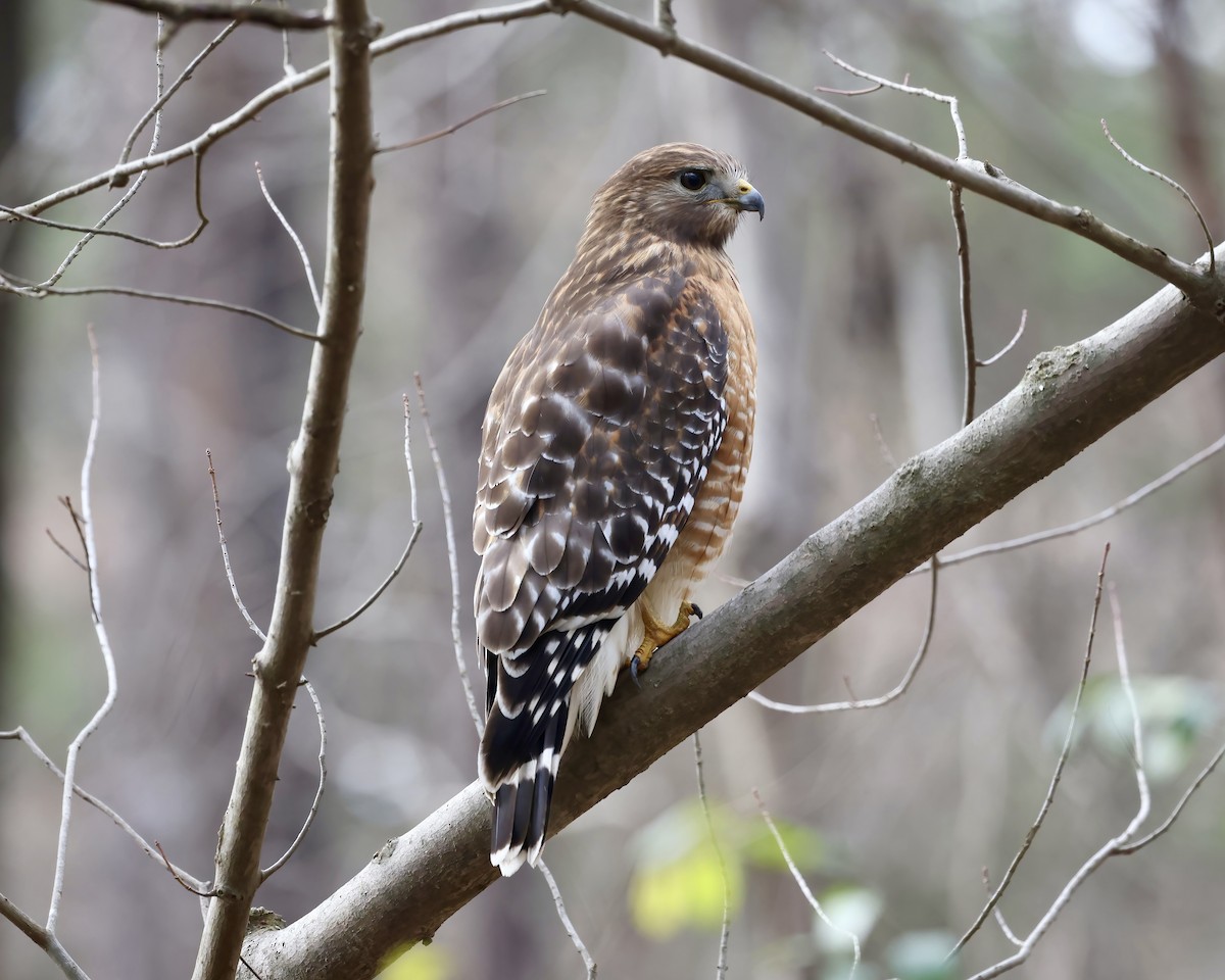 Red-shouldered Hawk - ML529929441