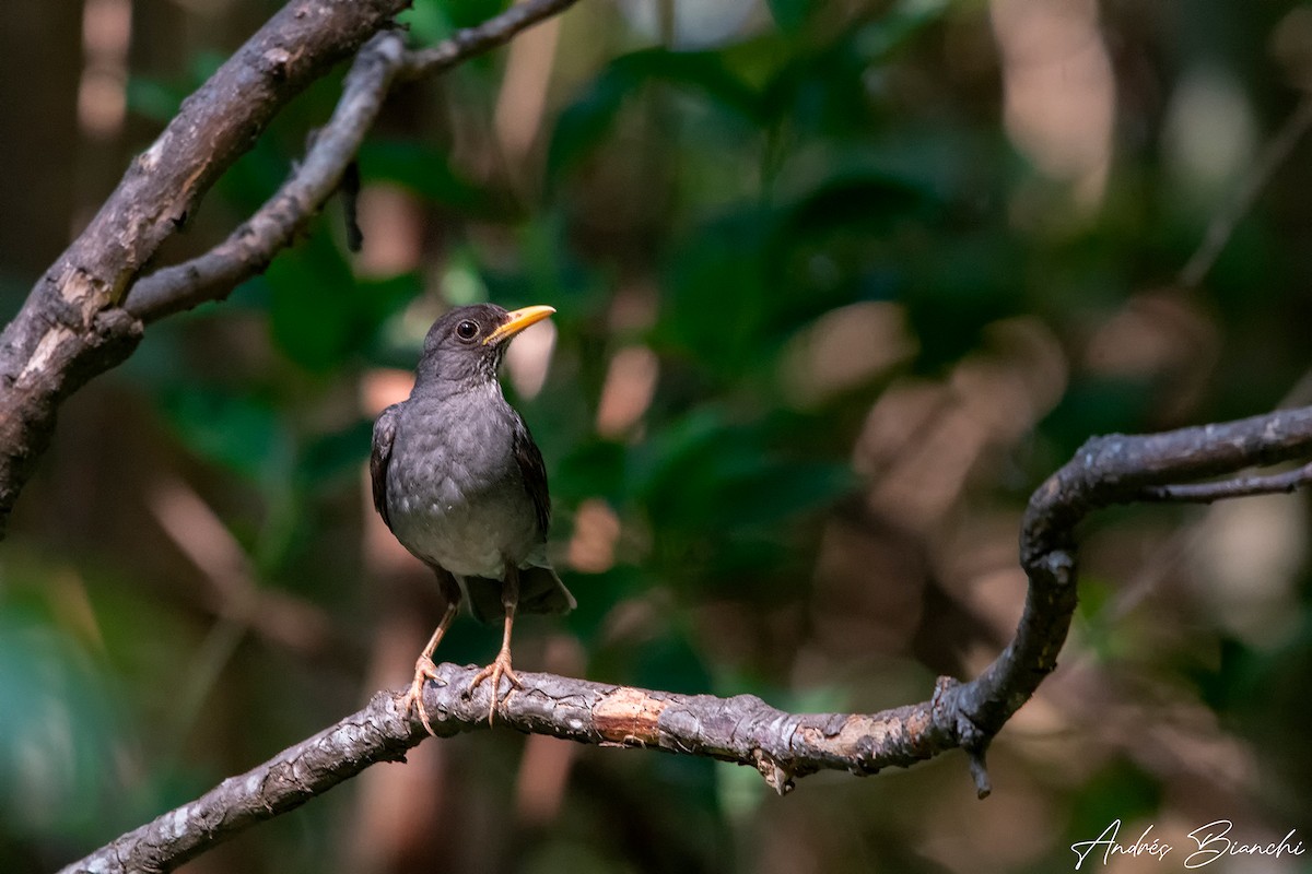 Andean Slaty Thrush - Andres Bianchi