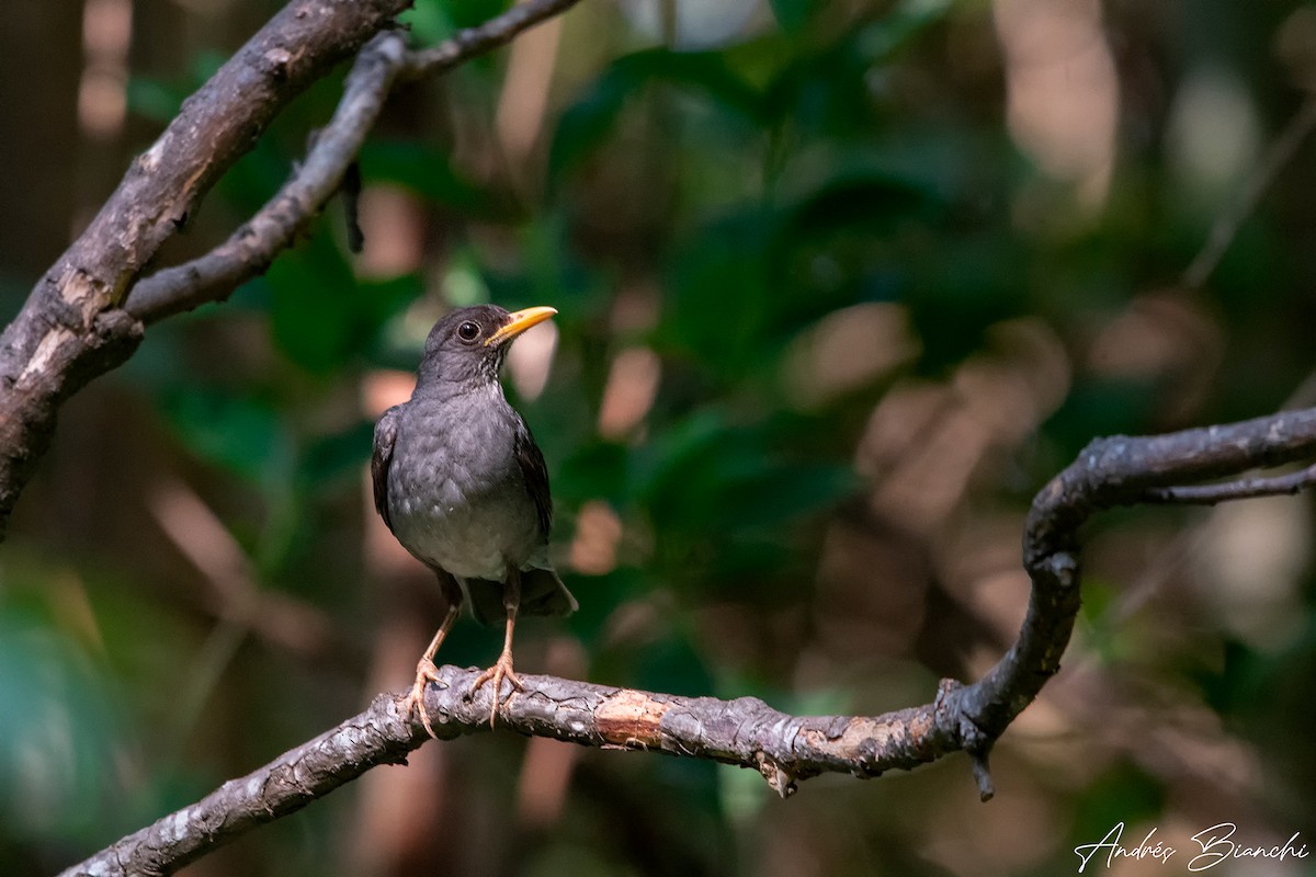 Andean Slaty Thrush - ML529931651