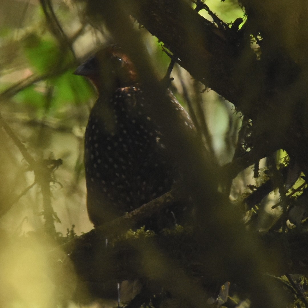Ocellated Tapaculo - ML529932021