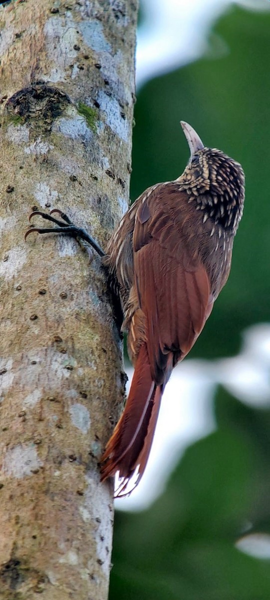 Streak-headed Woodcreeper - ML529932611