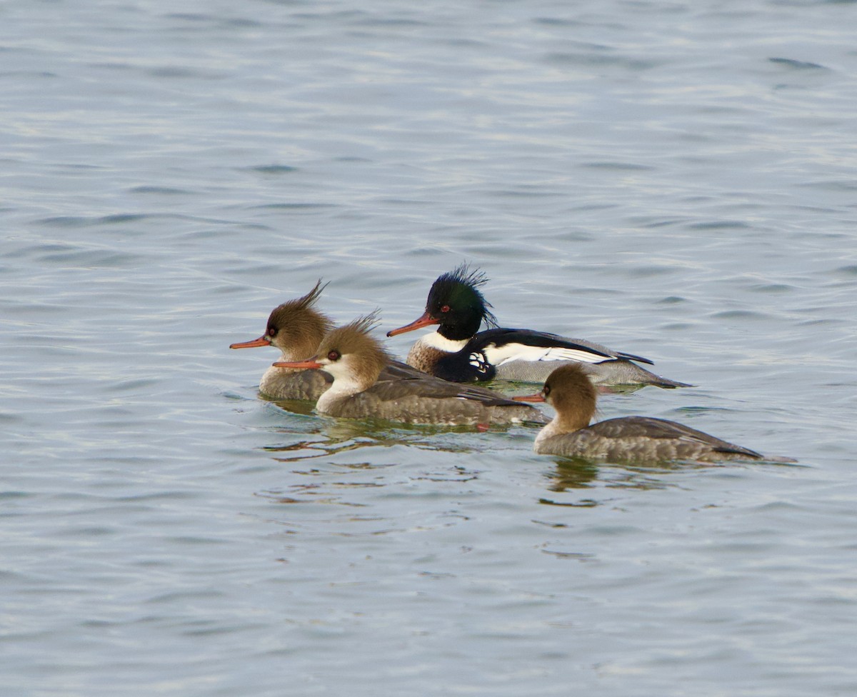 Red-breasted Merganser - ML529932621