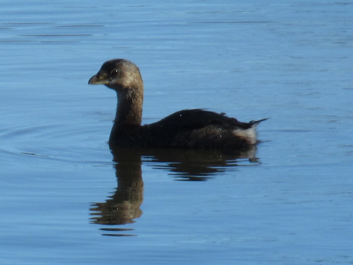 Pied-billed Grebe - ML529933511