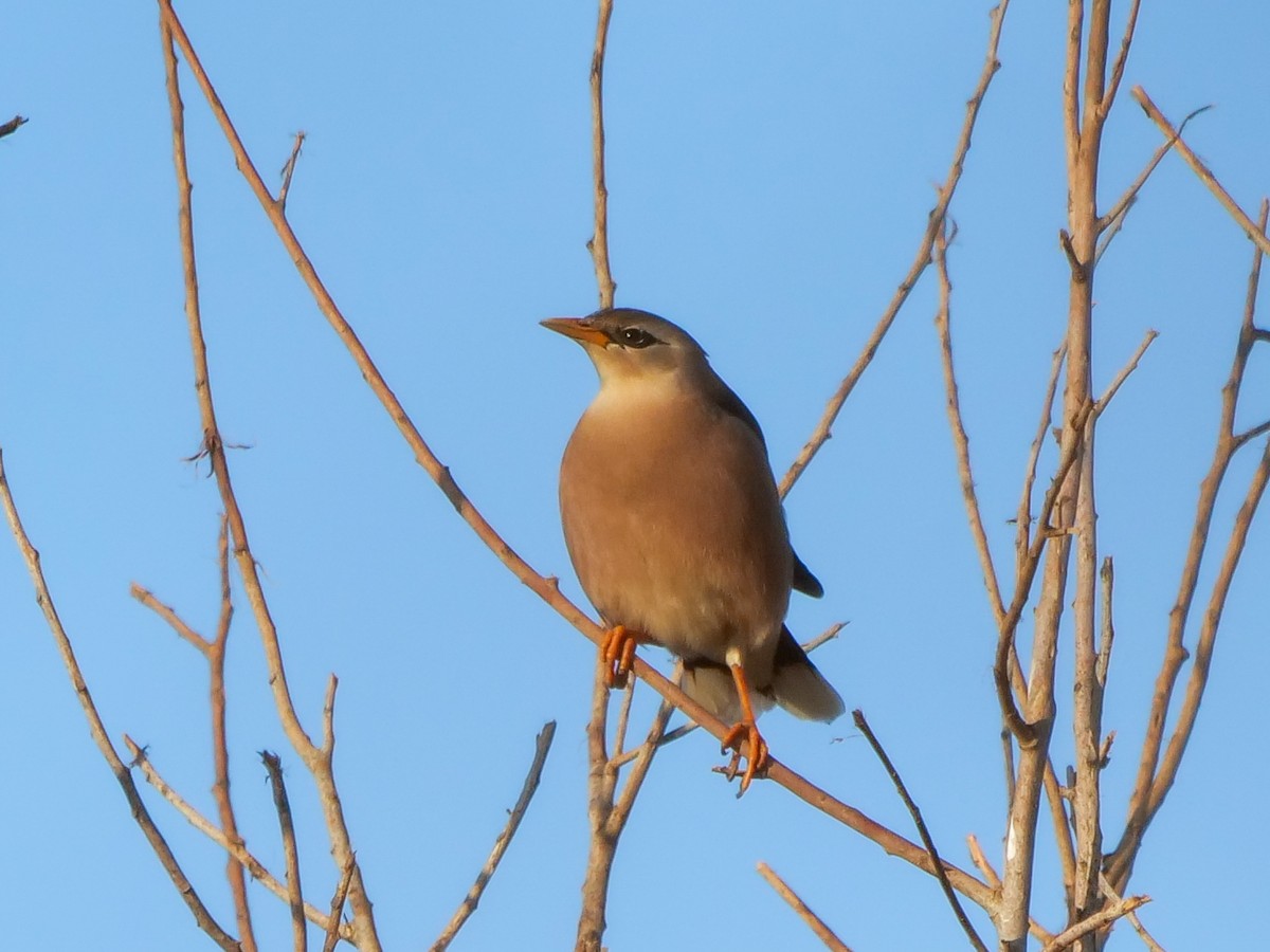 Burmese/Vinous-breasted Myna - ML529933591