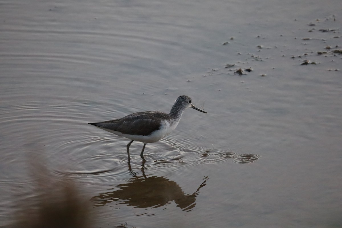 Common Greenshank - Luís Filipe Ferreira